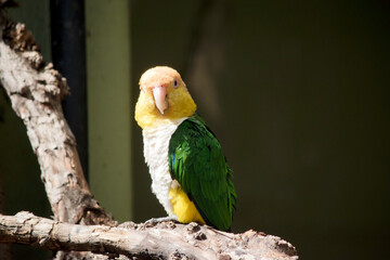 the white bellied caique is perched on a tree
