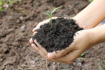 Hands  holding young plants on the back soil in the nature park of growth of plant for reduce global warming