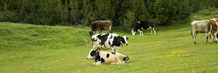grazing cows in the mountains