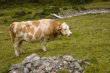 Fototapeta na wymiar grazing cows in the mountains