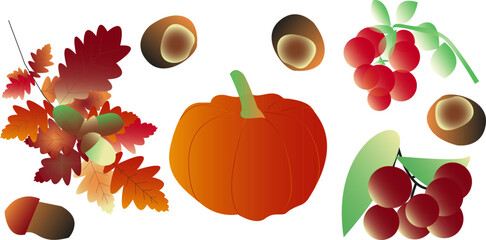 Vector autumn set - ripe pumpkin, red rowan, burgundy cranberry, chestnut, oak seed, acorns. Autumn colors - red, yellow, brown, burgundy. Vector illustration - Autumn theme. 
