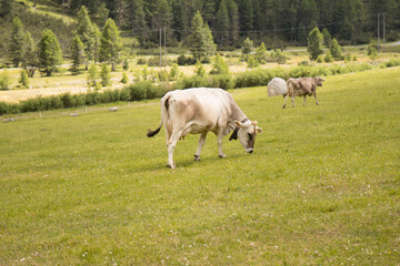 Obraz premium grazing cows in the mountains