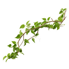 Twisted wild liana jungle vines plant isolated on white background, clipping path included. - obrazy, fototapety, plakaty