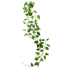 Twisted jungle vines climbing plant isolated on white background with clipping path. - obrazy, fototapety, plakaty