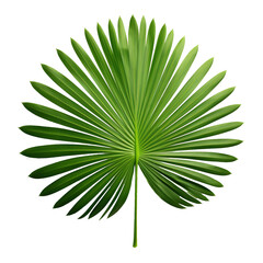 Palm with circular leaves or Fan palm frond tropical leaf nature green pattern isolated on white background, clipping path included. © Zaleman