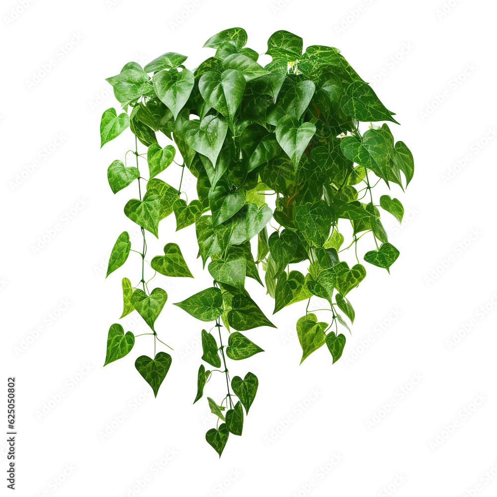 Poster green leaves javanese treebine or grape ivy (cissus spp.) jungle vine hanging ivy plant bush isolate