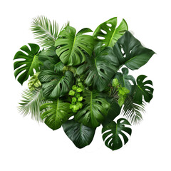 Tropical leaves foliage plant jungle bush floral arrangement nature backdrop with Monstera and tropic plants palm leaves - obrazy, fototapety, plakaty