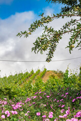 Vineyards in the Canary Islands on the Island of Tenerife growing volcanic Wine Grapes