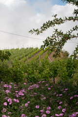 Vineyards in the Canary Islands on the Island of Tenerife growing volcanic Wine Grapes