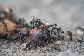 The circle of life - Ants eating baby birds thats fallen from its next 