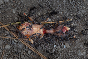 The circle of Life -  Baby bird thats fallen from nest getting eaten by Ants
