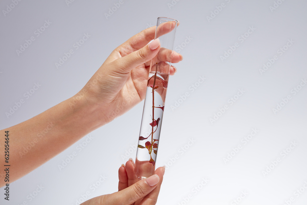 Wall mural A test tube containing red seaweed leaves is held by two women's hands against a backlit white background. Seaweed skin care products can help reduce wrinkles effectively