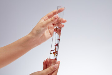 A test tube containing red seaweed leaves is held by two women's hands against a backlit white background. Seaweed skin care products can help reduce wrinkles effectively © Tuan  Nguyen 