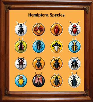 Vector for insect hemiptera species with wood frame