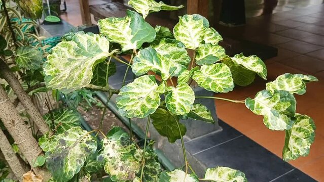 Polyscias scutellaria Plant background Polyscias scutellaria Plant, close-up angle taken