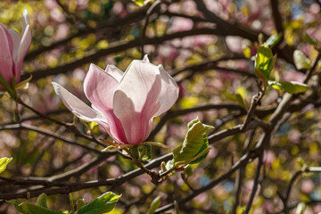 beautiful magnolia bloom against the blue sky