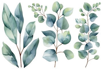 Eucalyptus watercolor set separate white background - obrazy, fototapety, plakaty