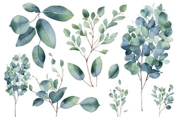 Eucalyptus watercolor set separate white background - obrazy, fototapety, plakaty