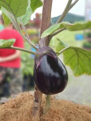Eggplant, Photos taken at Supansa Vineyard