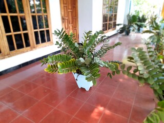 The flower is called Zamioculcas zamiifolia in the front terrace of the house.