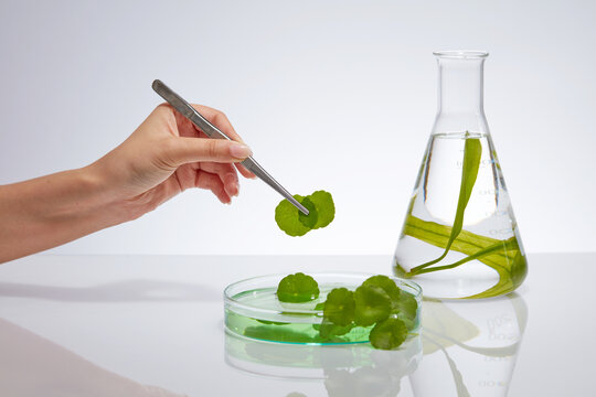 Advertising scene for cosmetics with natural ingredients, aquatic plants, seaweed and centella asiatica leaves in a lab glassware on a white background. Female hand uses the tongs and picks up leaves