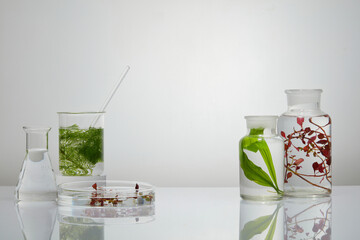 Red and green seaweed are filled inside laboratory glassware with water. Vacant space in the...