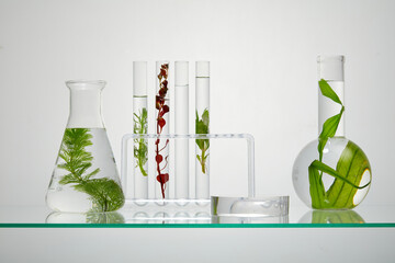 On the backlit background, some lab glassware containing different types of seaweed on transparent...