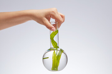 On the white background, a boiling flask containing green seaweed leaves is holding by hand of...
