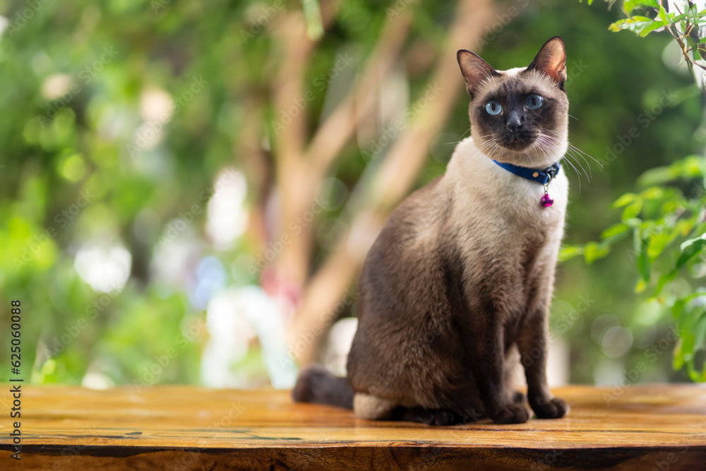 Wall mural Siamese cat with blue eyes sitting on wooden table with green leaf background. Blue diamond cat sitting in the garden. Thai cat looking something