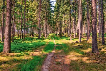 A beautiful path between the trees in forest near Horni Slavkov, Czech republic