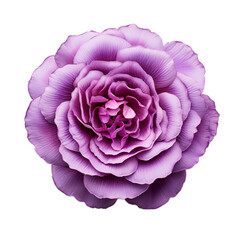 Obraz premium flower isolated on white background