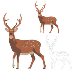 Vector adult forest brown spotted deer stands with big antlers on a white background isolated