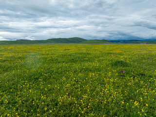 Aerial  view of beautiful high altitude grassland and flowers, China