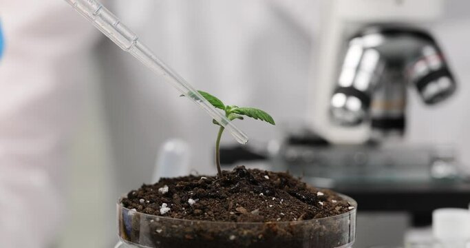 Scientist drips water from pipette onto growing plant sprout in laboratory against blurred microscope for research. Chemist observes growth of marijuana