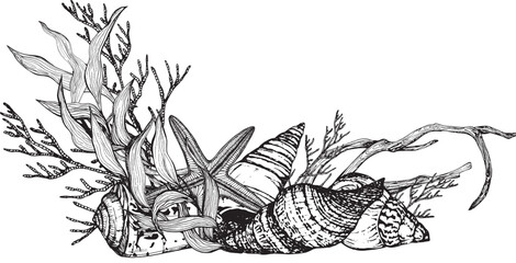 Sea composition banner from seashells, algae stones, starfish, stones. Black and white hand-drawn graphics translated into vector illustration