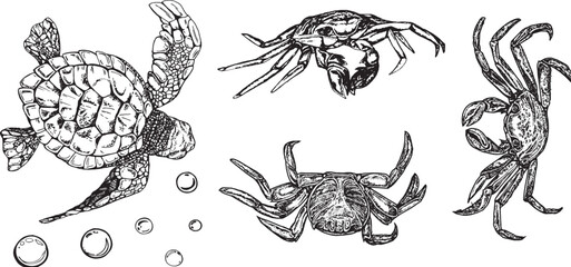 Marine set isolated, collection of sea turtle crabs with bubbles. Black and white hand-drawn graphics translated into vector illustration 