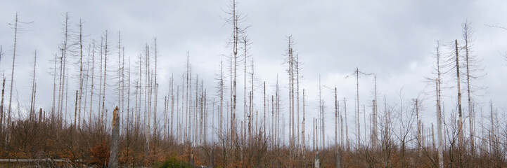 Abgestorbene Fichten, Klimawandel, Nationalpark Harz, Harz, Niedersachsen, Deutschland, Europa