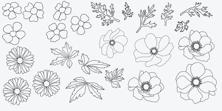 Illustration of the flowers on a white background.