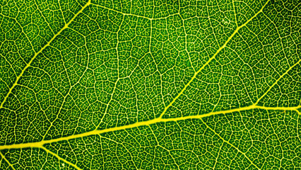 Green leaf macro background, green leaf pattern