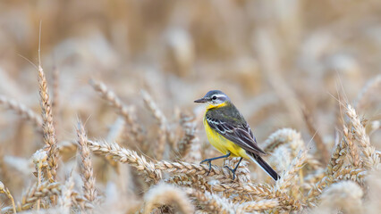 western yellow wagtail