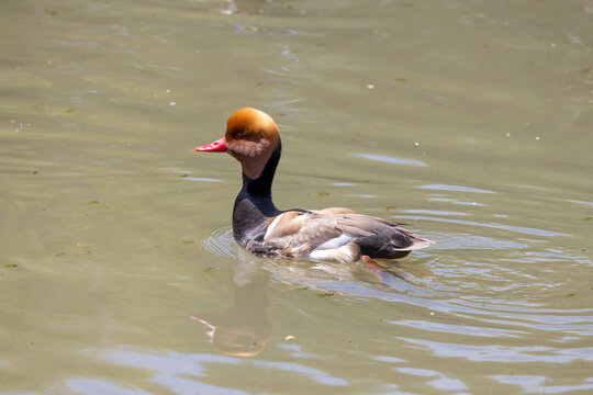 A Red-crested duck Netta Rufina in the water