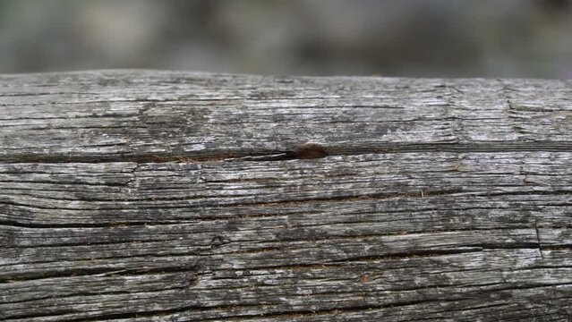 Hormigas vaciando serr&iacute;n de un tronco con las mand&iacute;bulas