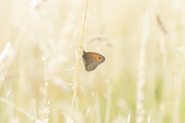 Ein großes Ochsenauge sitzt im Sommer an einem Grashalm in der Wiese, Schmetterling, Maniola jurtina