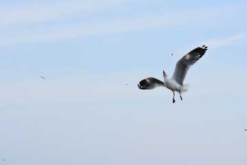 seagull in the sky