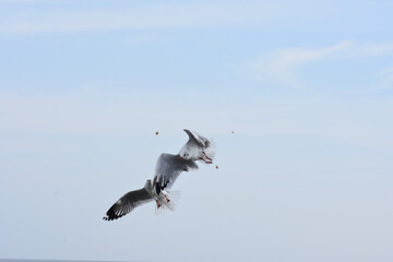 seagull flying in the sky
