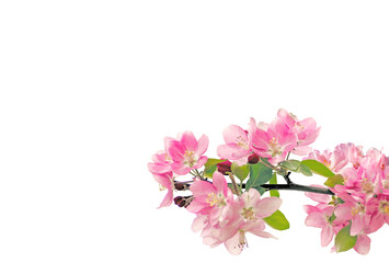 Sakura spring cherry blossom flowers on a tree branch isolated. Branch overlay. Pink white flower on transparent background. PNG