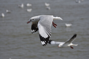 black headed gull