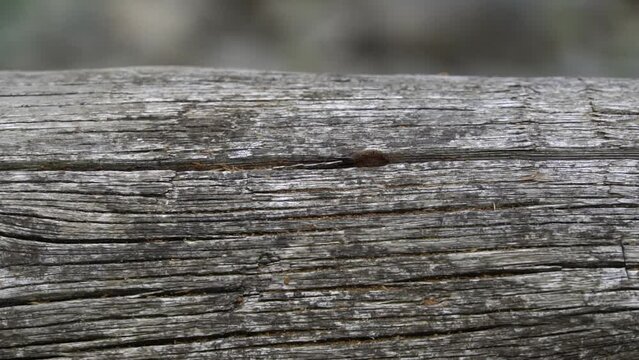 Hormigas vaciando serr&iacute;n de un tronco con las mand&iacute;bulas