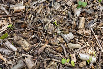Pile of dry branches and sticks