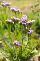 Purple flowers of Limonium sinuatum